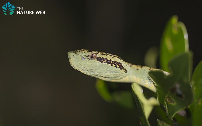 kannada-snake-names